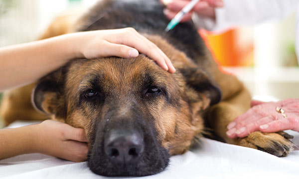 986414-Adoratrices-mascota-hospitalizada